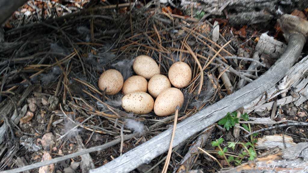Boogie found this under a fallen tree.  I didn't see what kind of bird it was; but the eggs were the same size as chicken eggs.