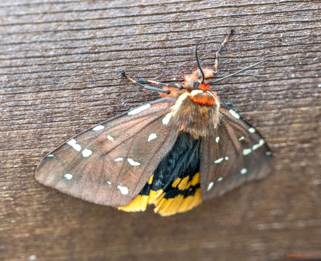 St. Lawrence Tiger Moth (Platarctia parthenos)