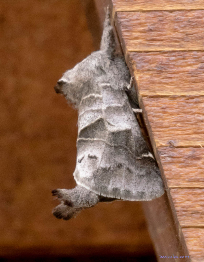 Signoid Prominent Moth (Clostera albosigma)