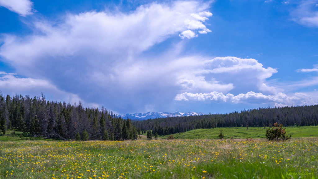 Larimer County meadow looking at the Rawah Wilderness