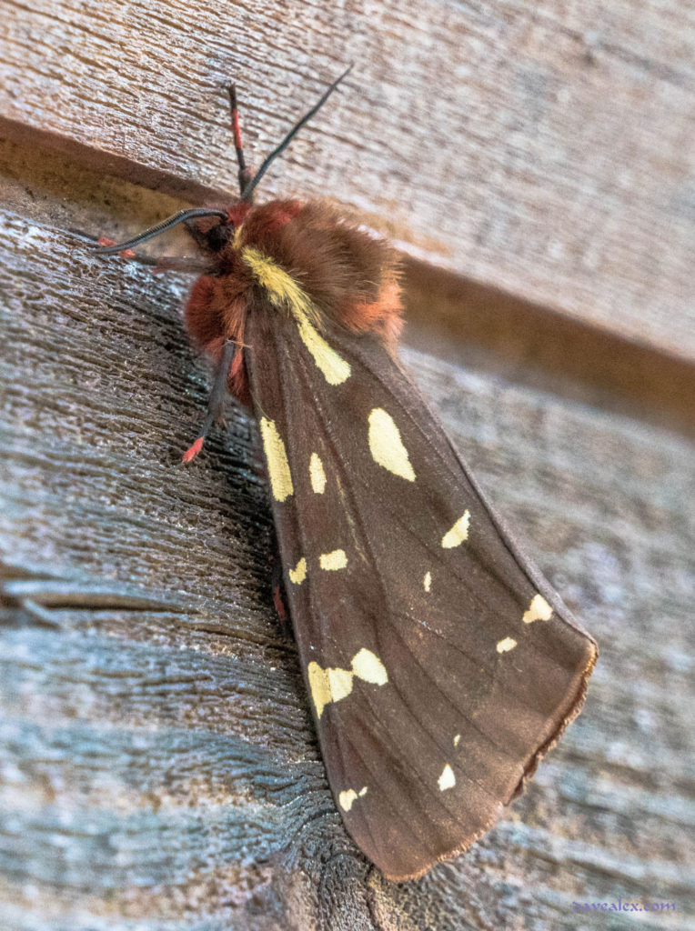 St. Lawrence Tiger Moth (Platarctia parthenos)