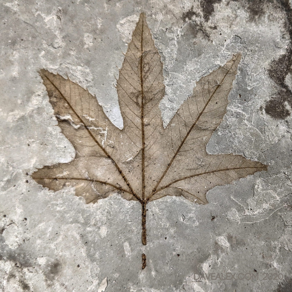 Sycamore leaf fossil