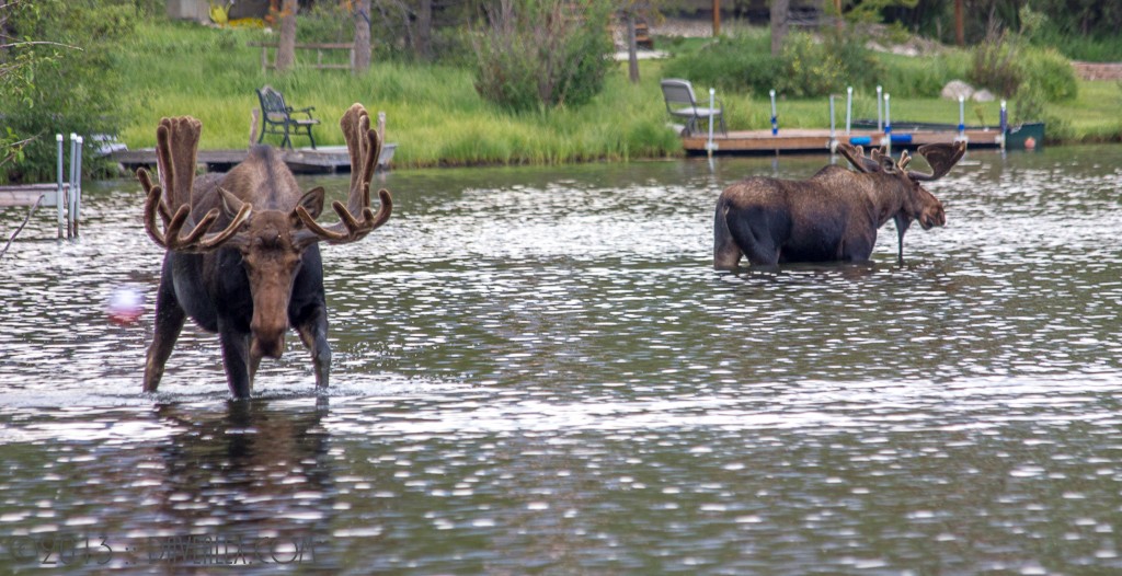 Grand Lake Moose