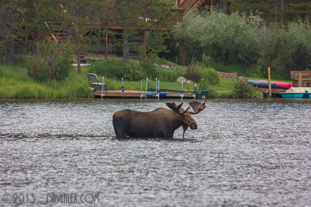 Grand Lake Moose
