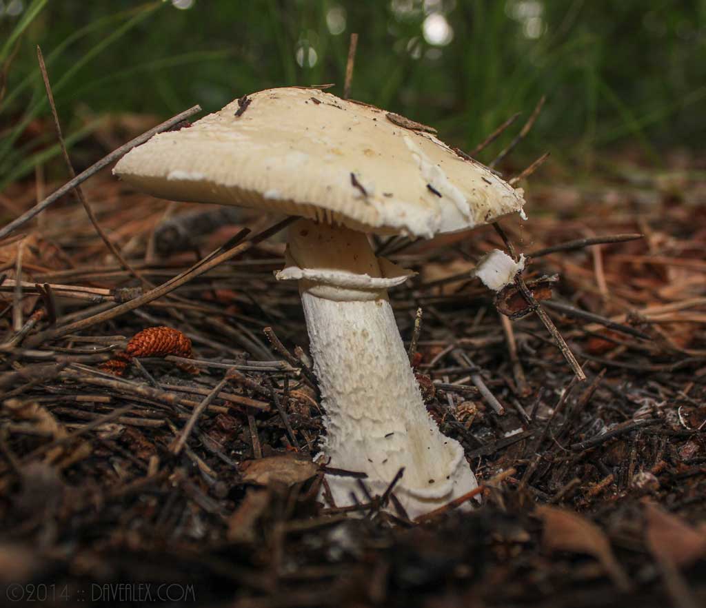 tn_Mushrooms-7883
