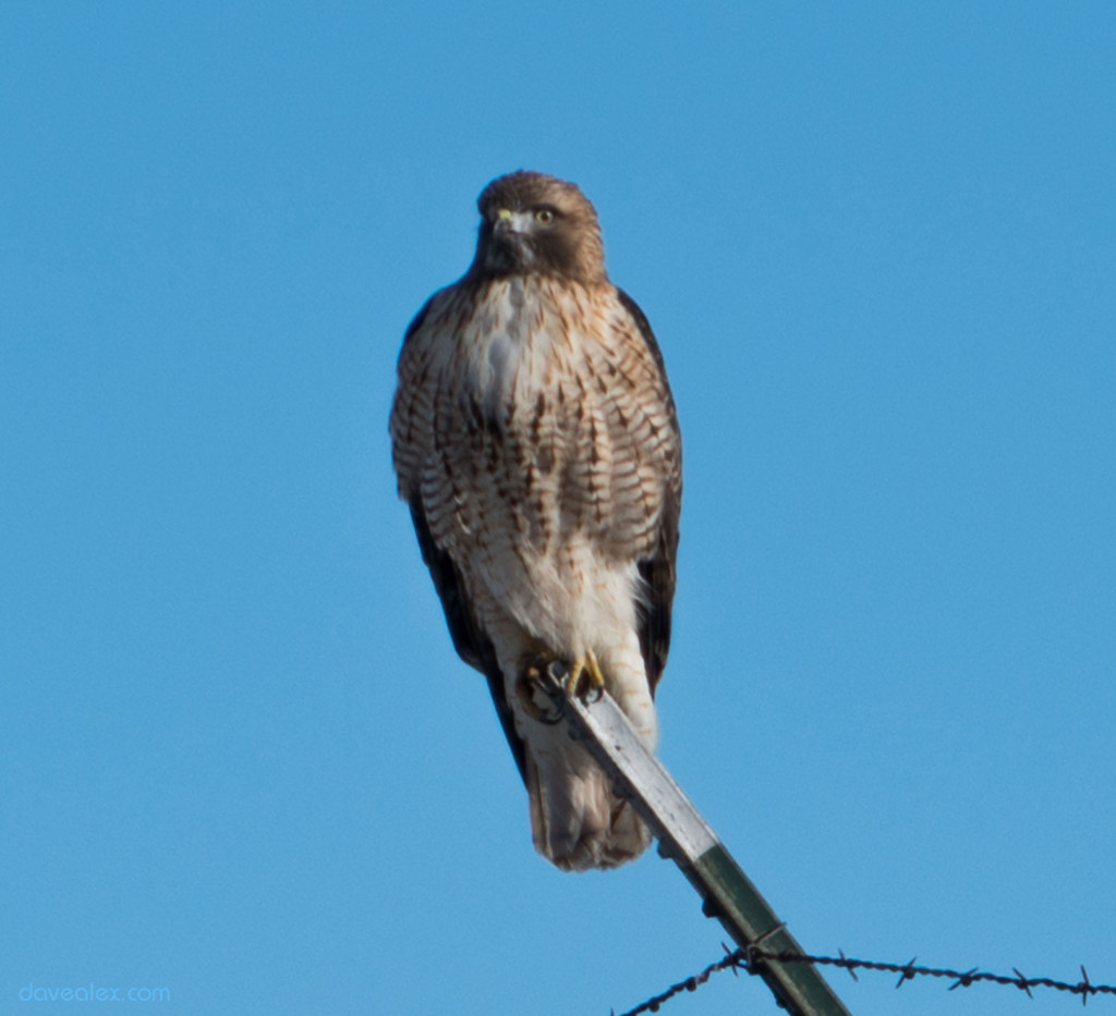 About 30 meters away from the hawk, zoomed at 240mm, and the digitally cropped