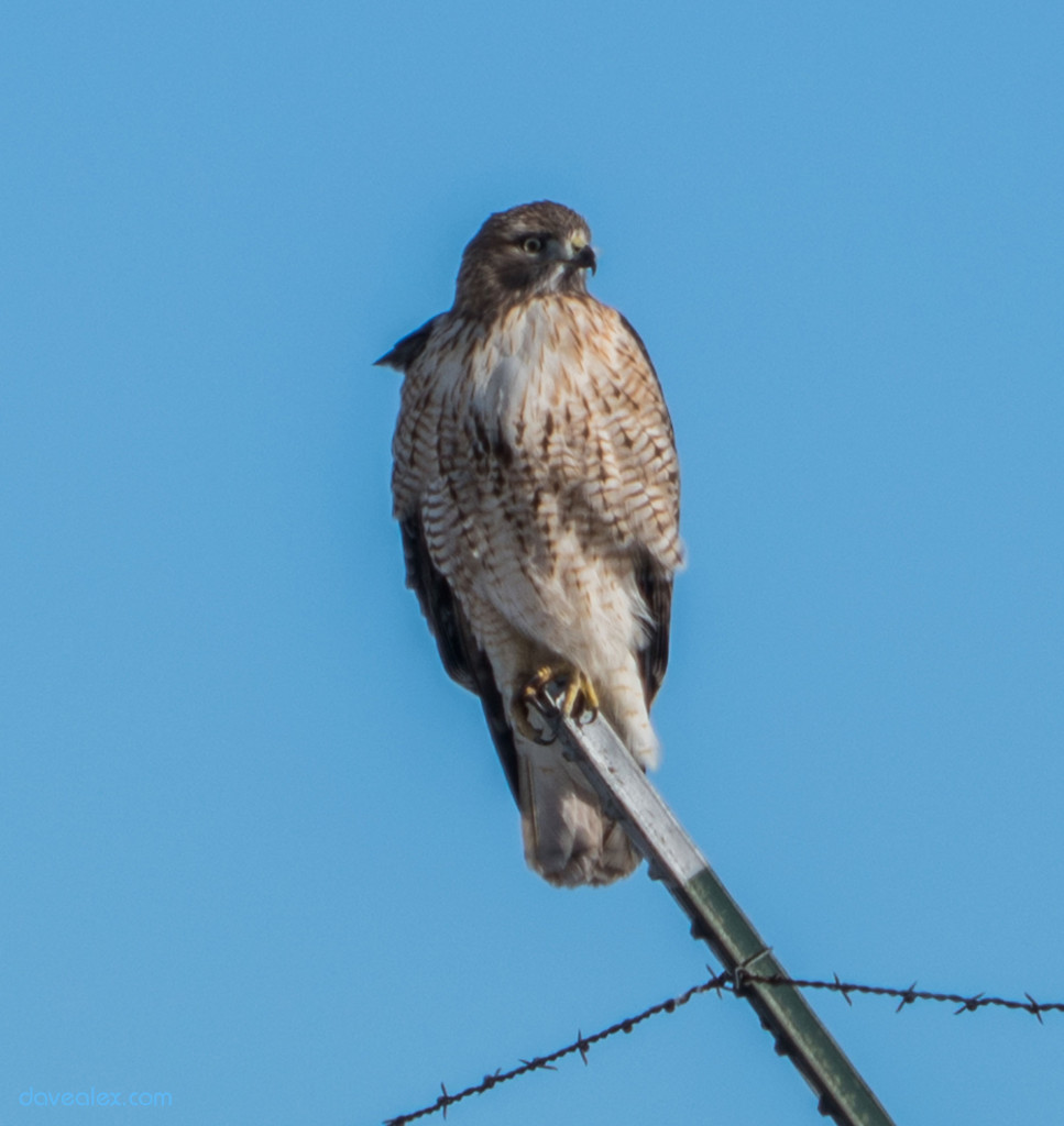About 30 meters away from the hawk, zoomed at 240mm, and the digitally cropped