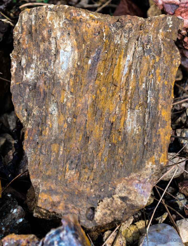 tn_PetrifiedWood-01169