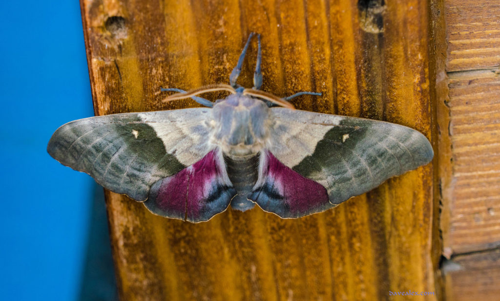 Big Poplar Sphinx Moth (Pachysphinx modesta)