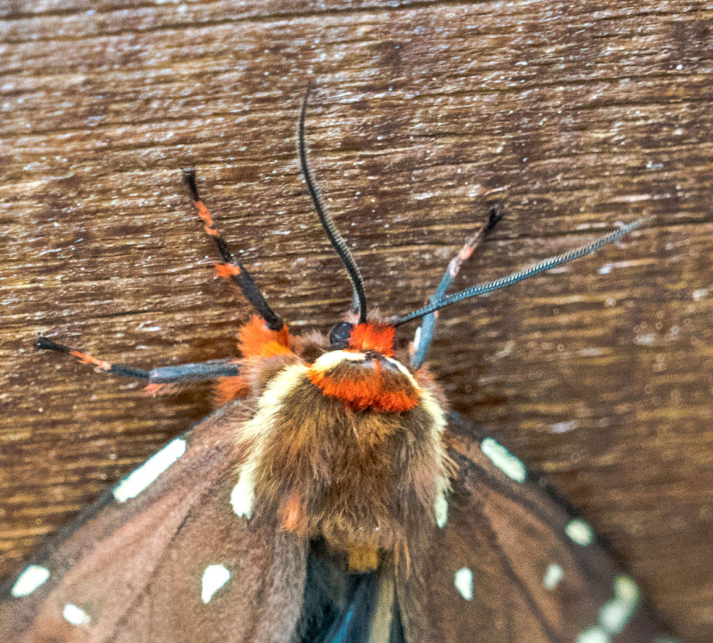 St. Lawrence Tiger Moth (Platarctia parthenos)