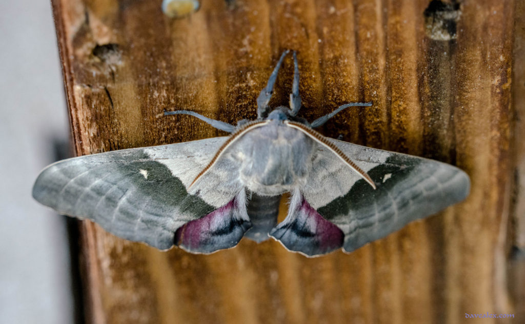 Big Poplar Sphinx Moth (Pachysphinx modesta)