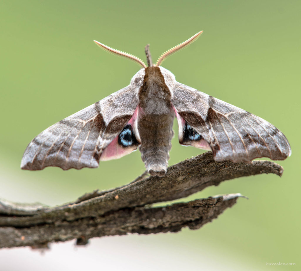 One-eyed Sphinx Moth (Smerinthus cerisyi)