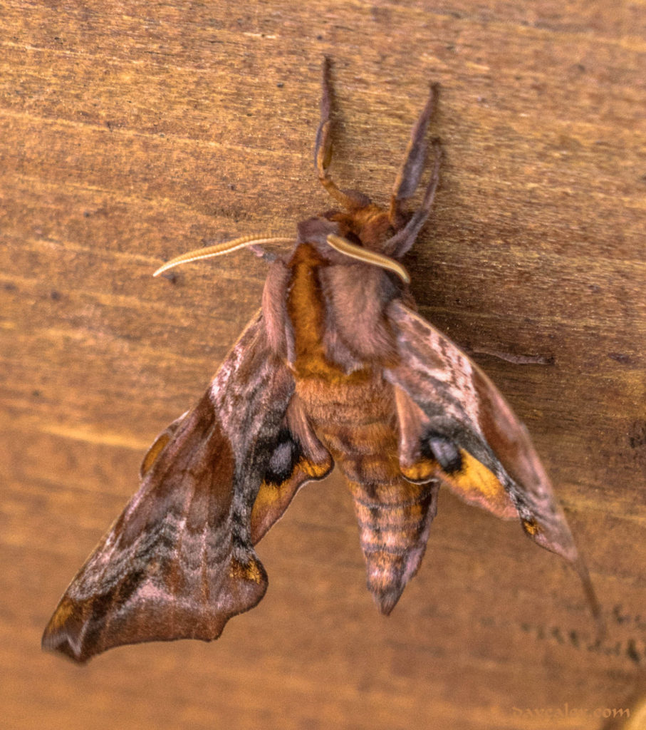 Small-eyed Sphinx Moth (Paonias myops)