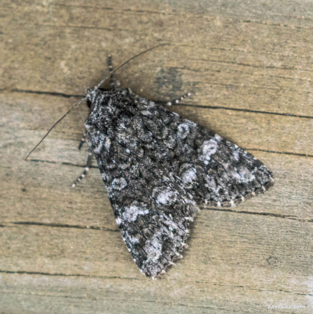  Angulose Prominent Moth