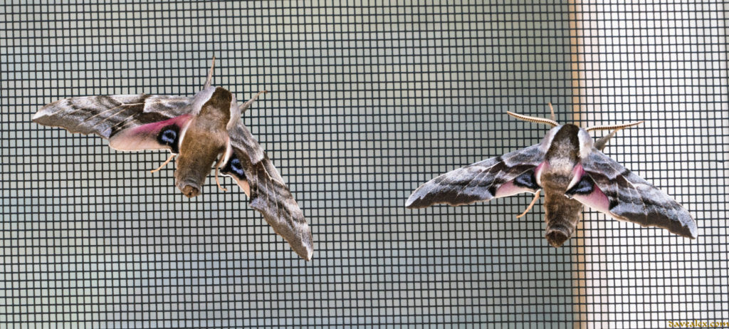 One-eyed Sphinx Moth (Smerinthus cerisyi)