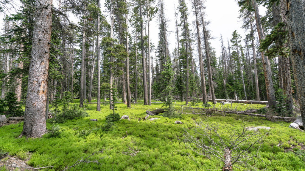 Lush green floor in the forest