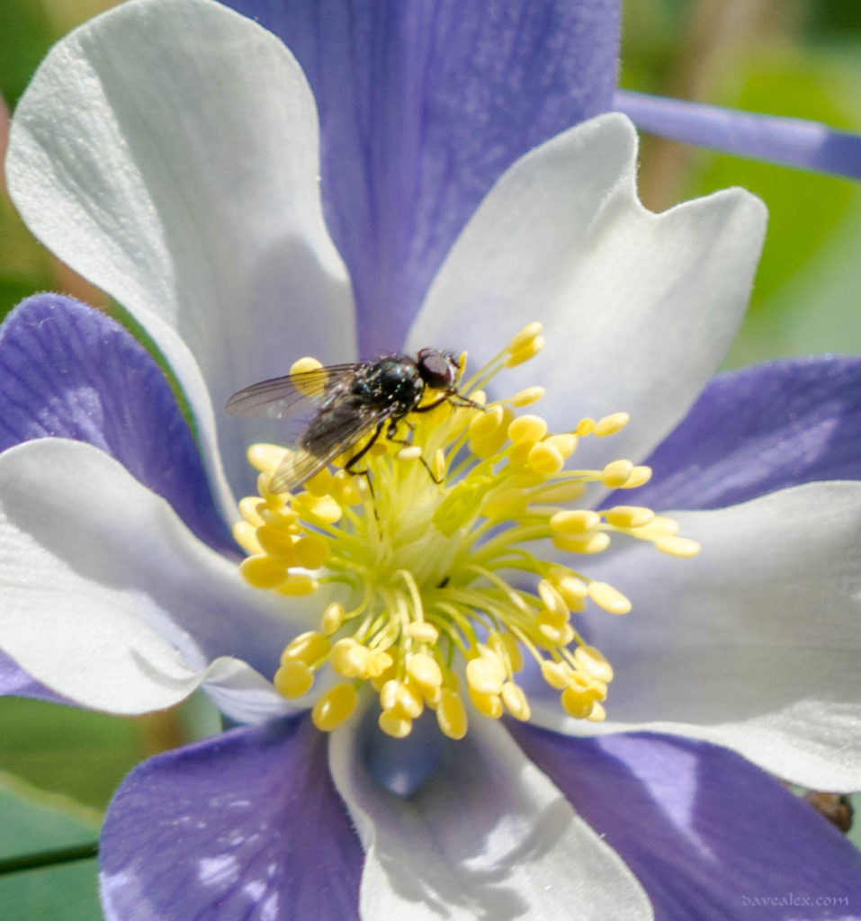 Fly on Columbine