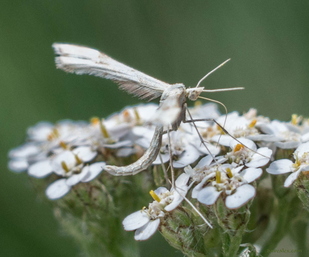 Morning Glory Plume moth (Emmelina monodactyla)