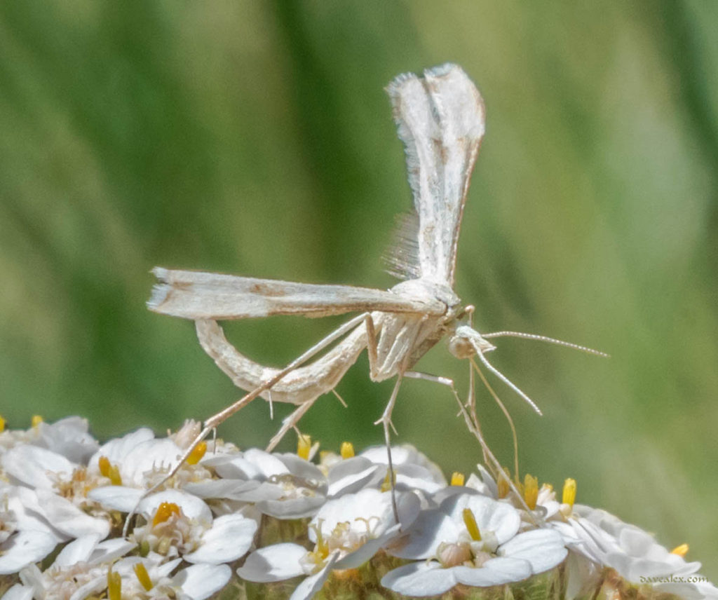 Morning Glory Plume moth (Emmelina monodactyla)