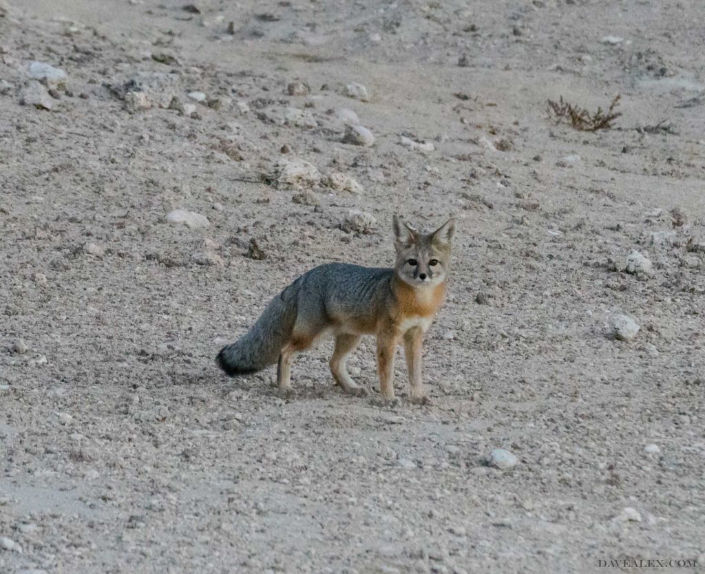 Desert fox