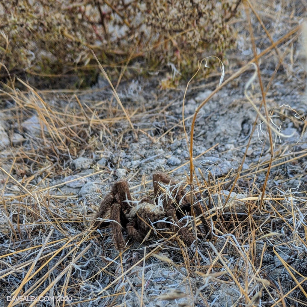 Tarantula